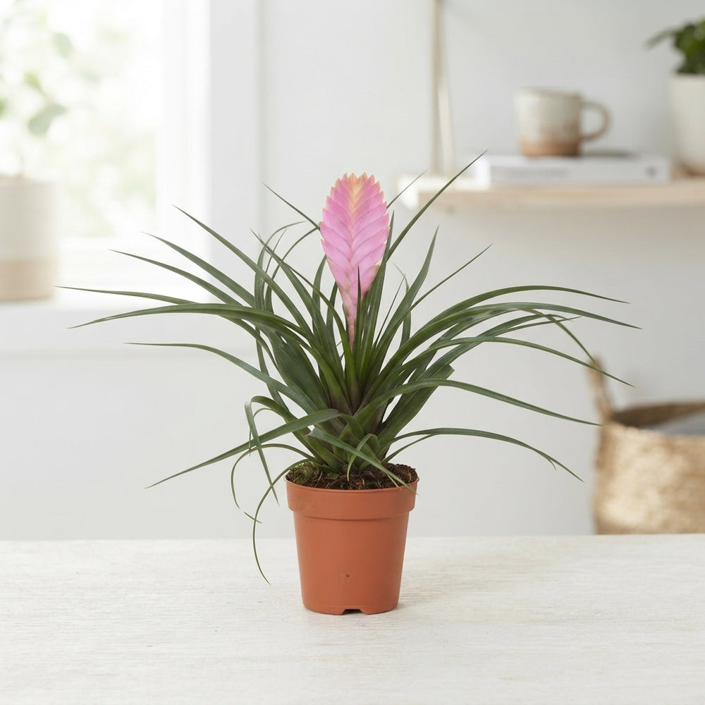 Tillandsia ‘Charlie’ Air Plant – 12cm Pot