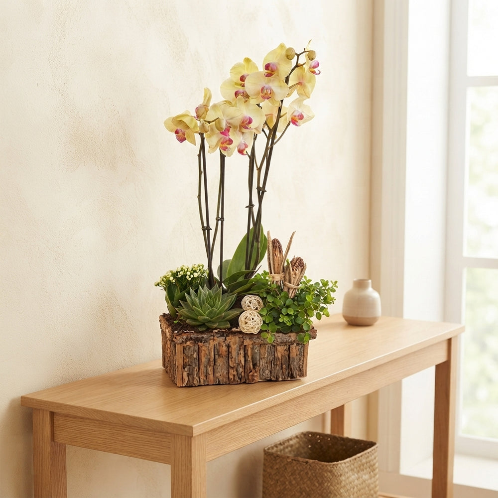 Orchid Arrangement – 30cm Wooden Pot