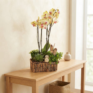 Orchid Arrangement – 30cm Wooden Pot