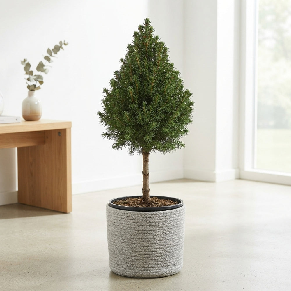 Dwarf Alberta Spruce (Picea glauca ‘Conica’) – 15cm Pot