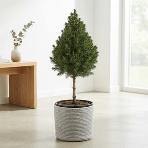 Dwarf Alberta Spruce (Picea glauca ‘Conica’) – 15cm Pot