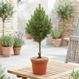 Dwarf Alberta Spruce (Picea glauca ‘Conica’) – 11cm Pot