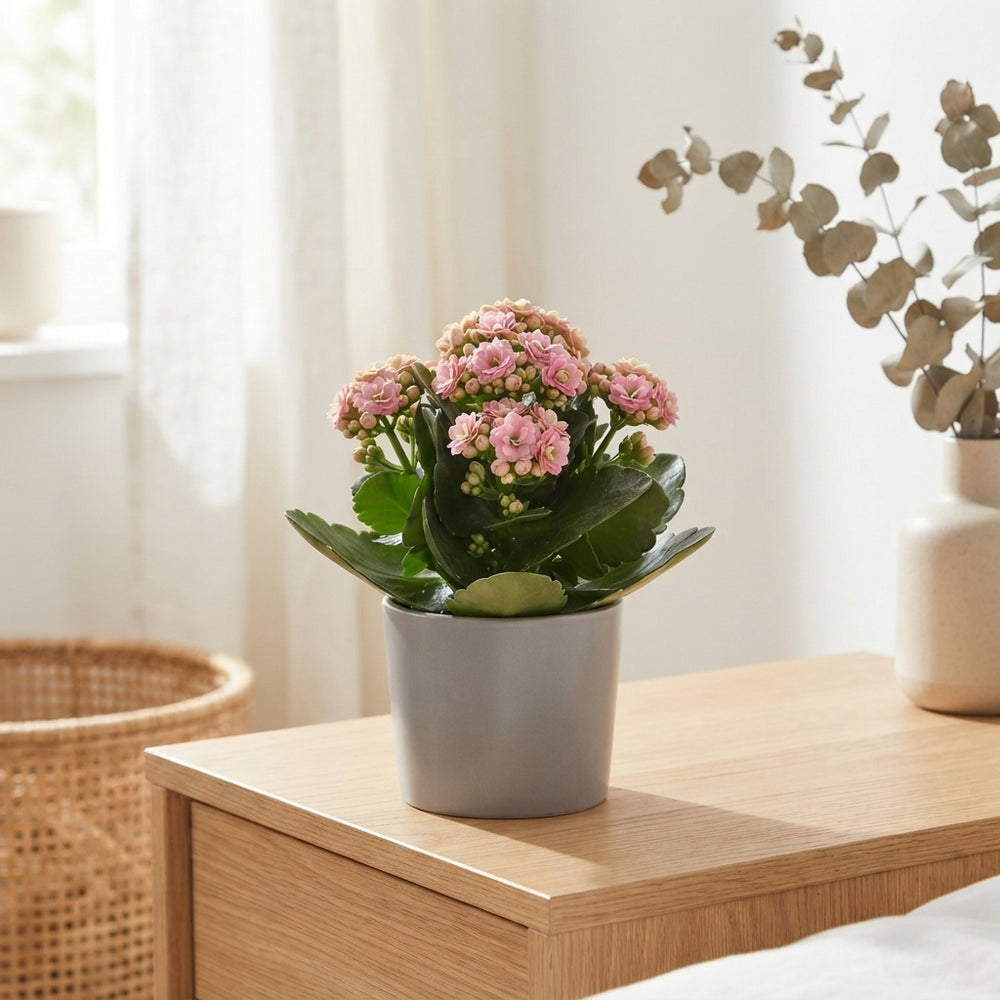 Pink Double Kalanchoe – 10.5cm Pot