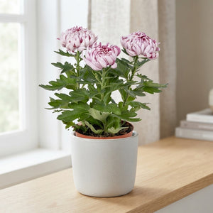 Bronze Chrysanthemum (Chrysanthemum indicum) – 12cm Pot