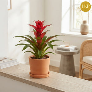Mixed Bromeliad Houseplant – 12cm Pot, 45cm Height