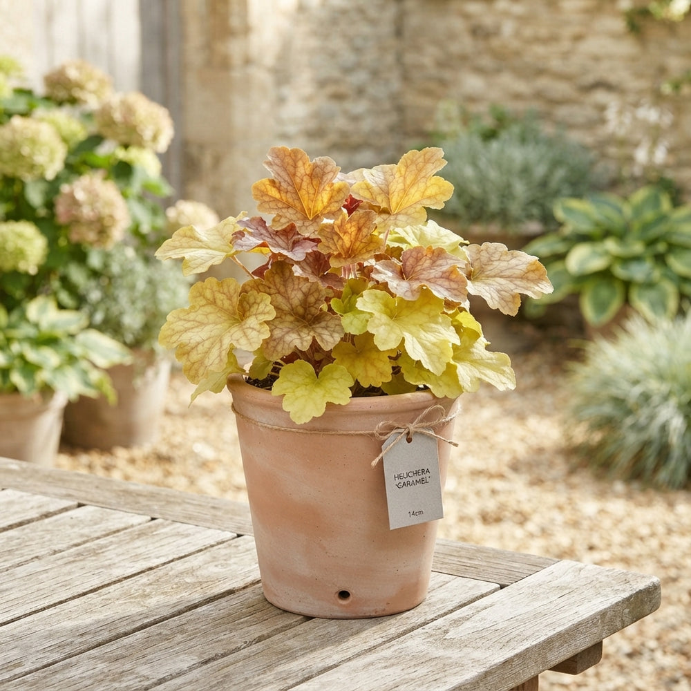 Mixed Heuchera – 14cm Pot