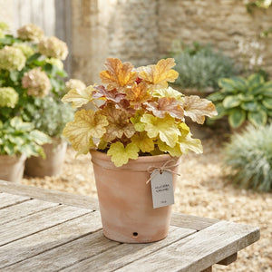 Mixed Heuchera – 14cm Pot