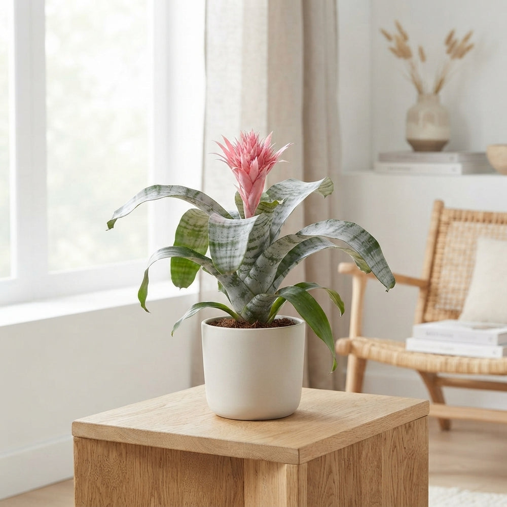 Pink Aechmea Fasciata ‘Primera’ – 12cm Pot