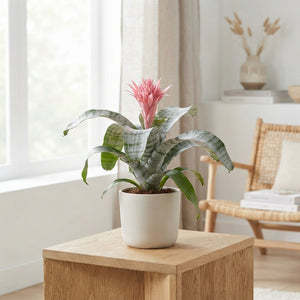 Pink Aechmea Fasciata ‘Primera’ – 12cm Pot