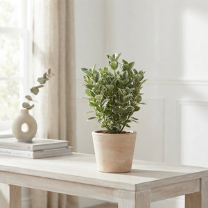 Euonymus japonicus ‘Gray Beauty’ – 13cm Pot