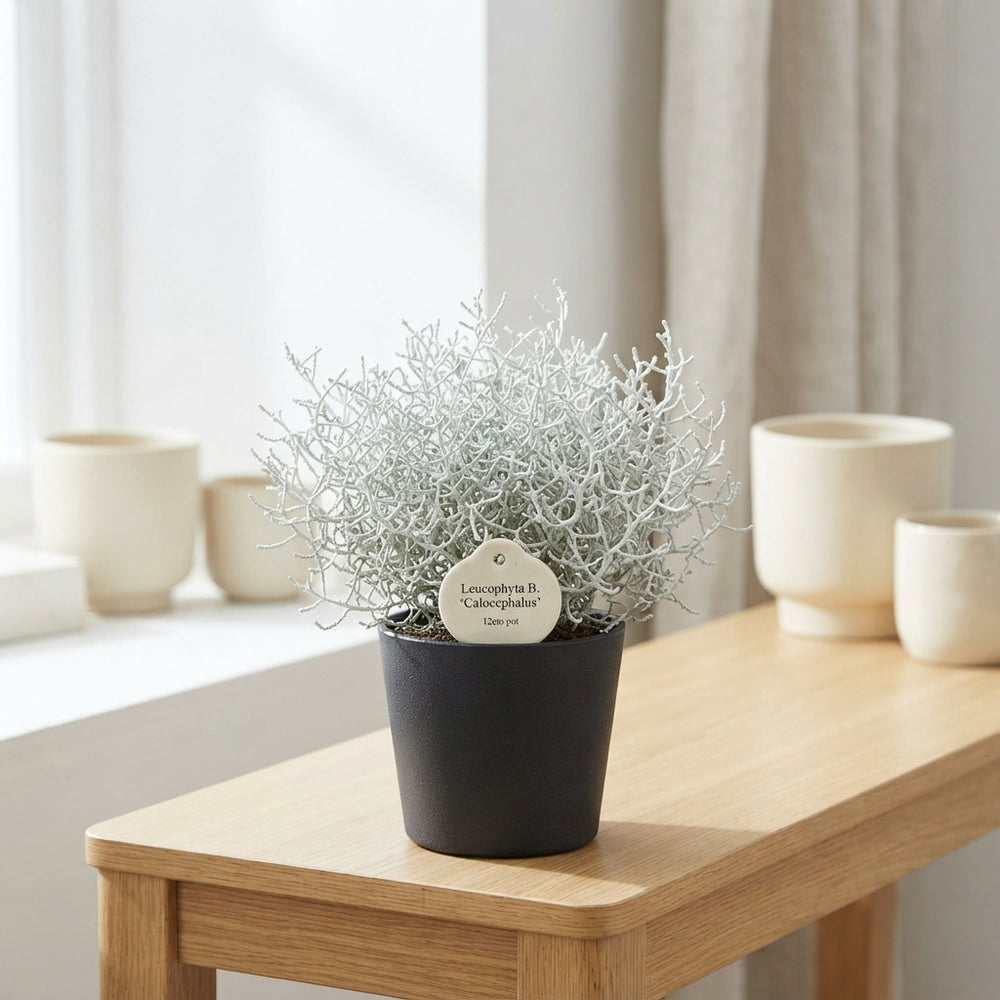 Cushion Bush (Leucophyta brownii) – 12cm Pot