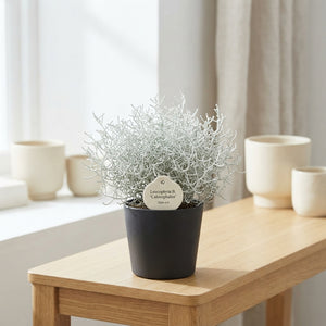 Cushion Bush (Leucophyta brownii) – 12cm Pot