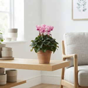 Pink-Flamed Cyclamen persicum – 10.5cm Pot