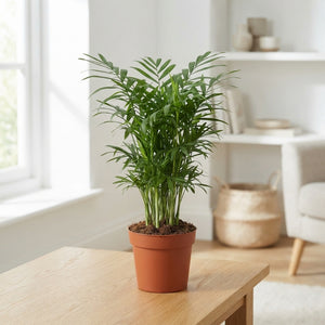 Parlour Palm (Chamaedorea elegans) – 12cm Pot