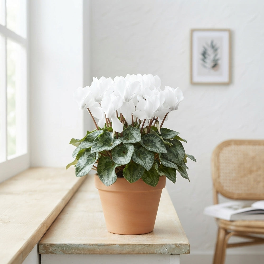 White Small-Flowered Cyclamen persicum – 6cm Pot