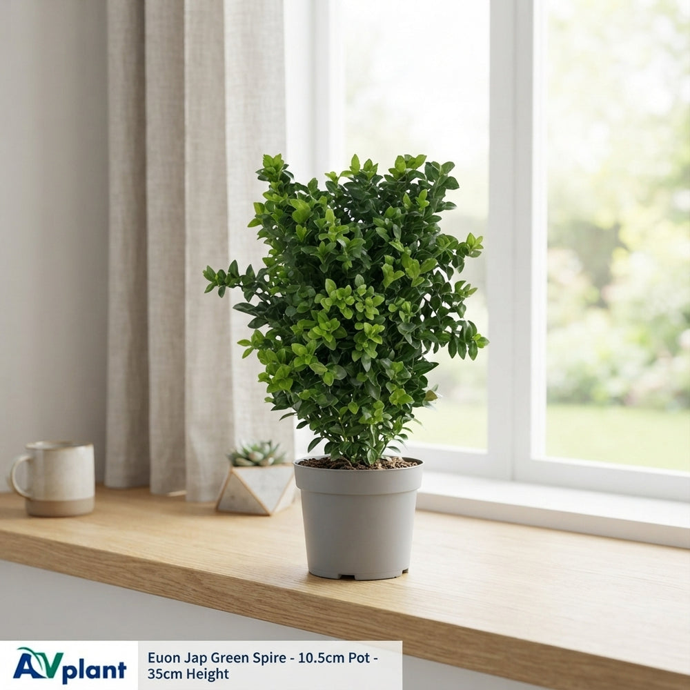 Japanese Spindle ‘Green Spire’ (Euonymus) – 10.5cm Pot