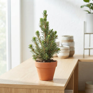 Picea glauca ‘Perfecta’ – 7cm Pot, 25cm High