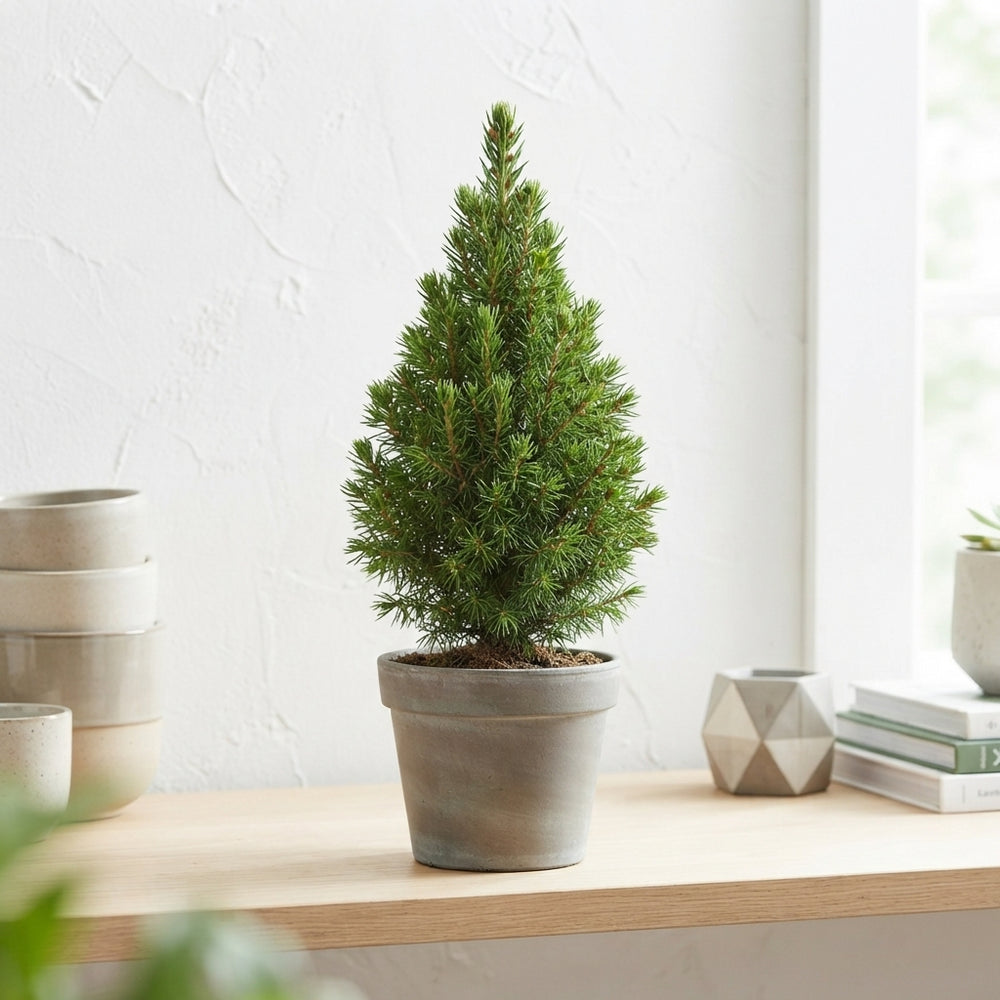 Perfecta White Spruce (Picea glauca) – 6cm Pot