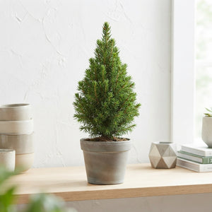 Perfecta White Spruce (Picea glauca) – 6cm Pot