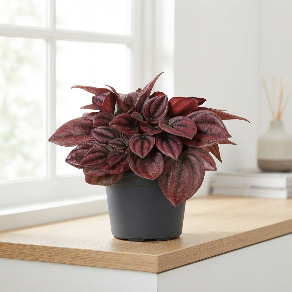 Red Peperomia ‘Cayenne’ – 6cm Pot