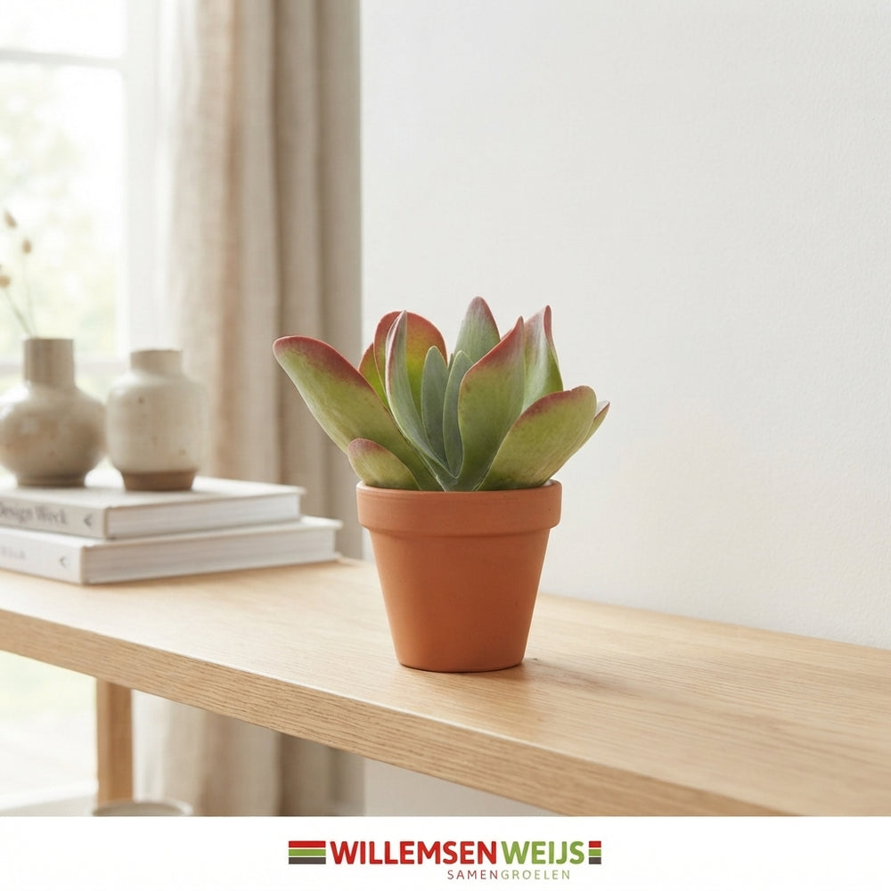 Paddle Plant (Kalanchoe thyrsiflora) – 11cm Terracotta Pot