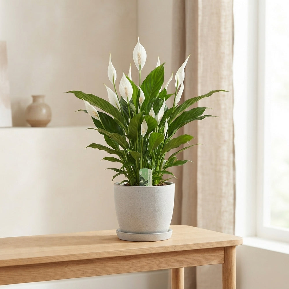 White Peace Lily (Spathiphyllum) – 17cm Pot