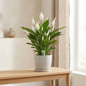 White Peace Lily (Spathiphyllum) – 17cm Pot