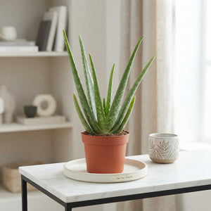 Aloe Vera Plant – 12cm Pot, Approx. 47cm High