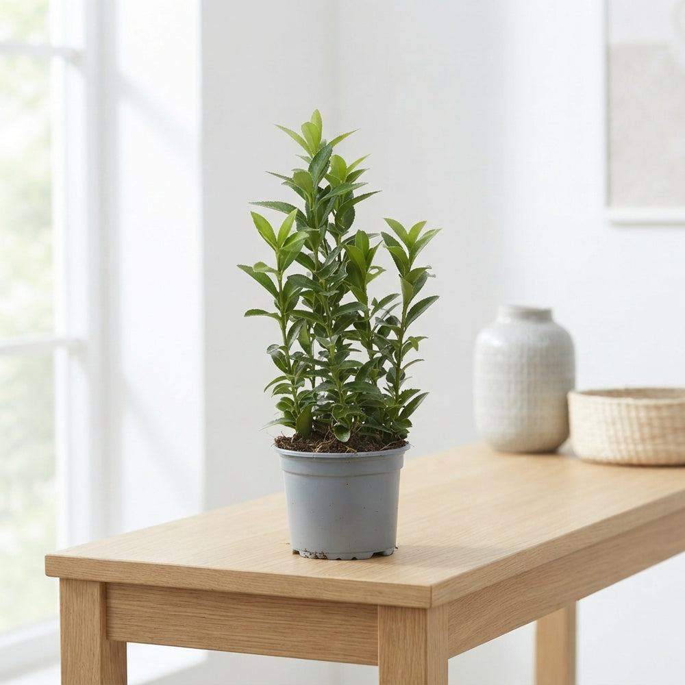 Japanese Spindle Tree ‘Green Spire’ (Euonymus) – 9cm Pot