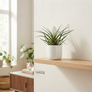 White Tillandsia Cyanea ‘Biancini’ – 9cm Pot