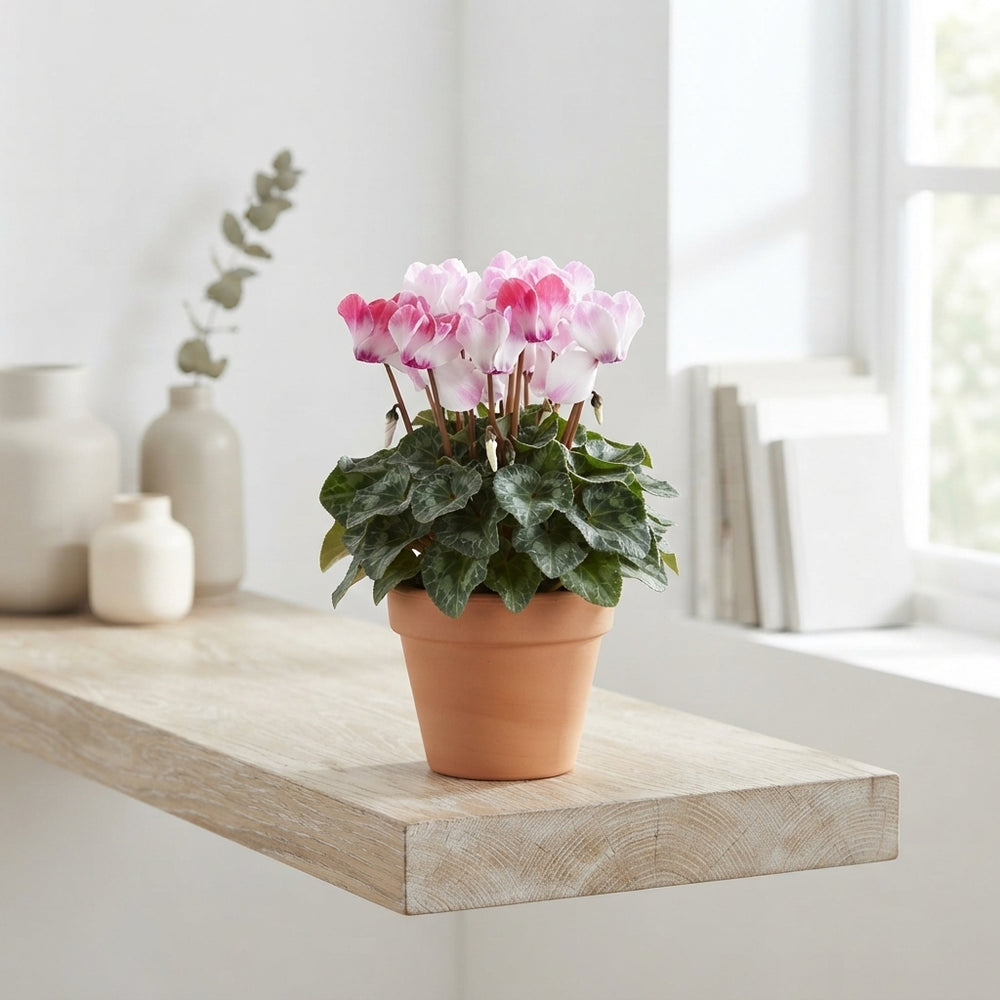 Cyclamen persicum ‘Indiaka’ – 12cm Pot