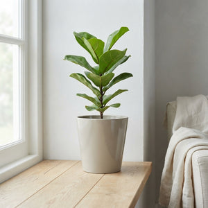 Decorative Ceramic Plant Pots – 16cm