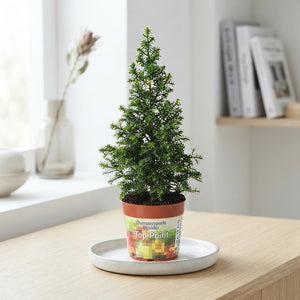 Chamaecyparis ‘Thyoidis’ Toppoint – 9cm Pot