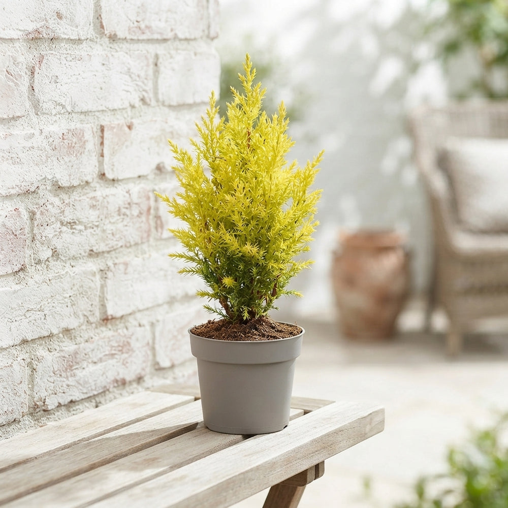 Chamaecyparis Woody World – 5.5cm Pot