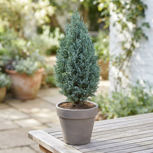 Ellwoodii Lawson Cypress (Chamaecyparis) – 5.5cm Pot