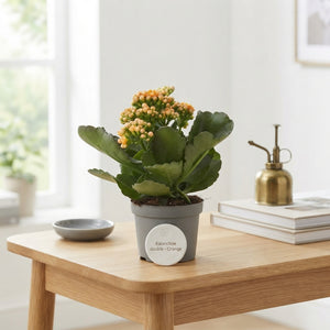 Orange Kalanchoe ‘Perfecta’ – 9cm Pot