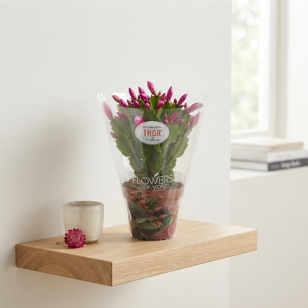 Schlumbergera Christmas Cactus – 9cm Pot, 25cm High