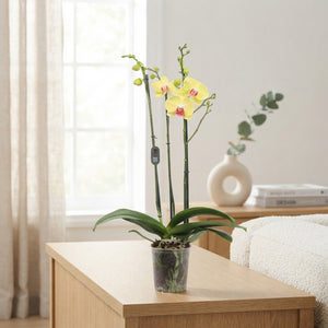 Phalaenopsis Orchid – 3 Stem, 12cm Pot