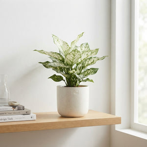 Aglaonema Ivory Jade – 12cm Pot