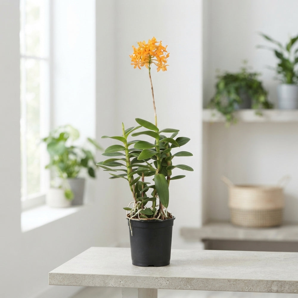 Epidendrum Orchid – 15cm Pot, Approx. 50cm High