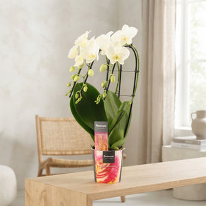 White Phalaenopsis Orchid ‘Triple Tropic Snowball’ – 12cm Pot