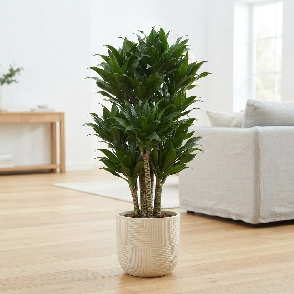 Compact Dracaena fragrans ‘Compacta’ – 27cm Pot