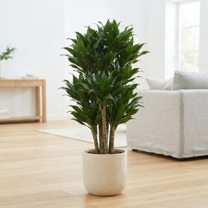 Compact Dracaena fragrans ‘Compacta’ – 27cm Pot
