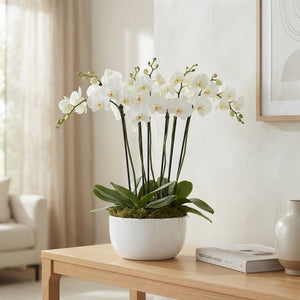White Phalaenopsis Orchid – 6 Stem, 26cm Ceramic Pot