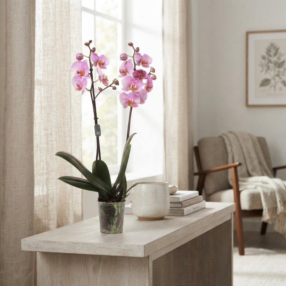 Pink Phalaenopsis Orchid – 12cm Pot, 70cm Tall