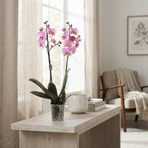 Pink Phalaenopsis Orchid – 12cm Pot, 70cm Tall