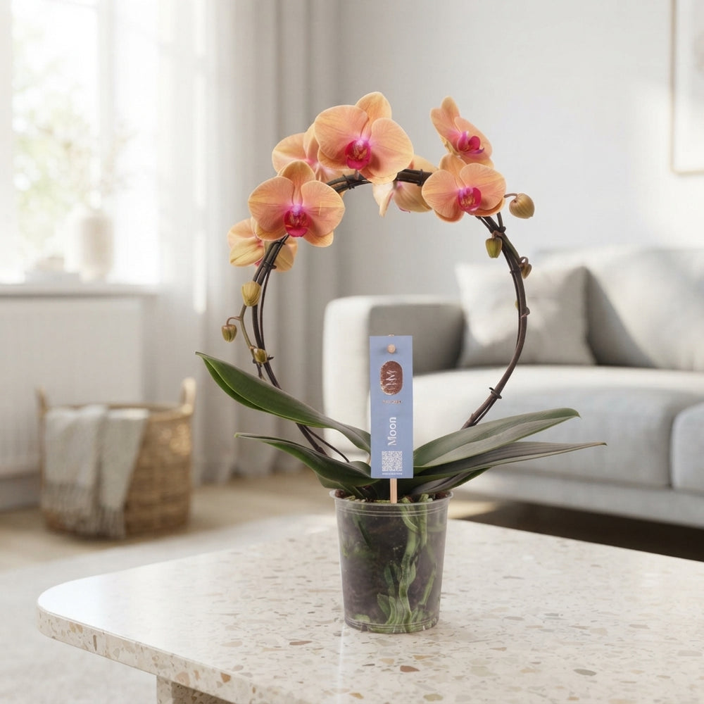 Salmon Phalaenopsis Orchid – 2 Stem, 12cm Pot