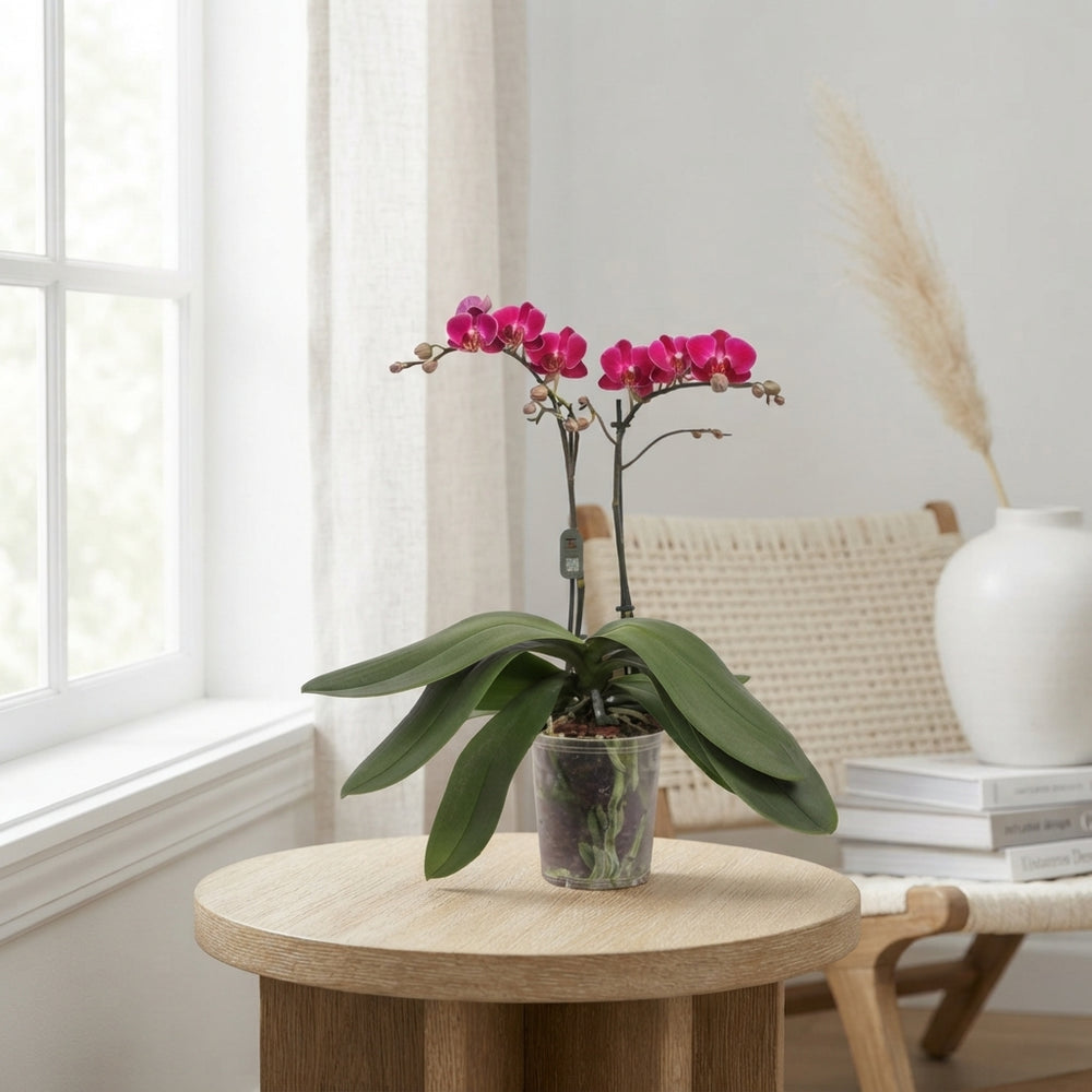 Purple Phalaenopsis Orchid – 3 Stem, 12cm Pot