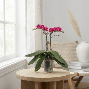 Purple Phalaenopsis Orchid – 3 Stem, 12cm Pot