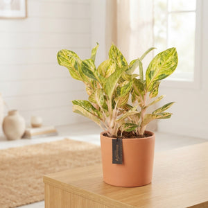 Aglaonema ‘Peach Pearl’ – 12cm Pot, 30cm High